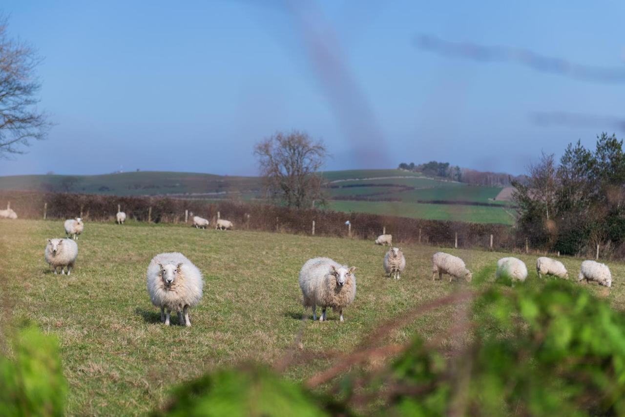 Beautiful Countryside Cottage On The North Wales Coast أبرجيل المظهر الخارجي الصورة